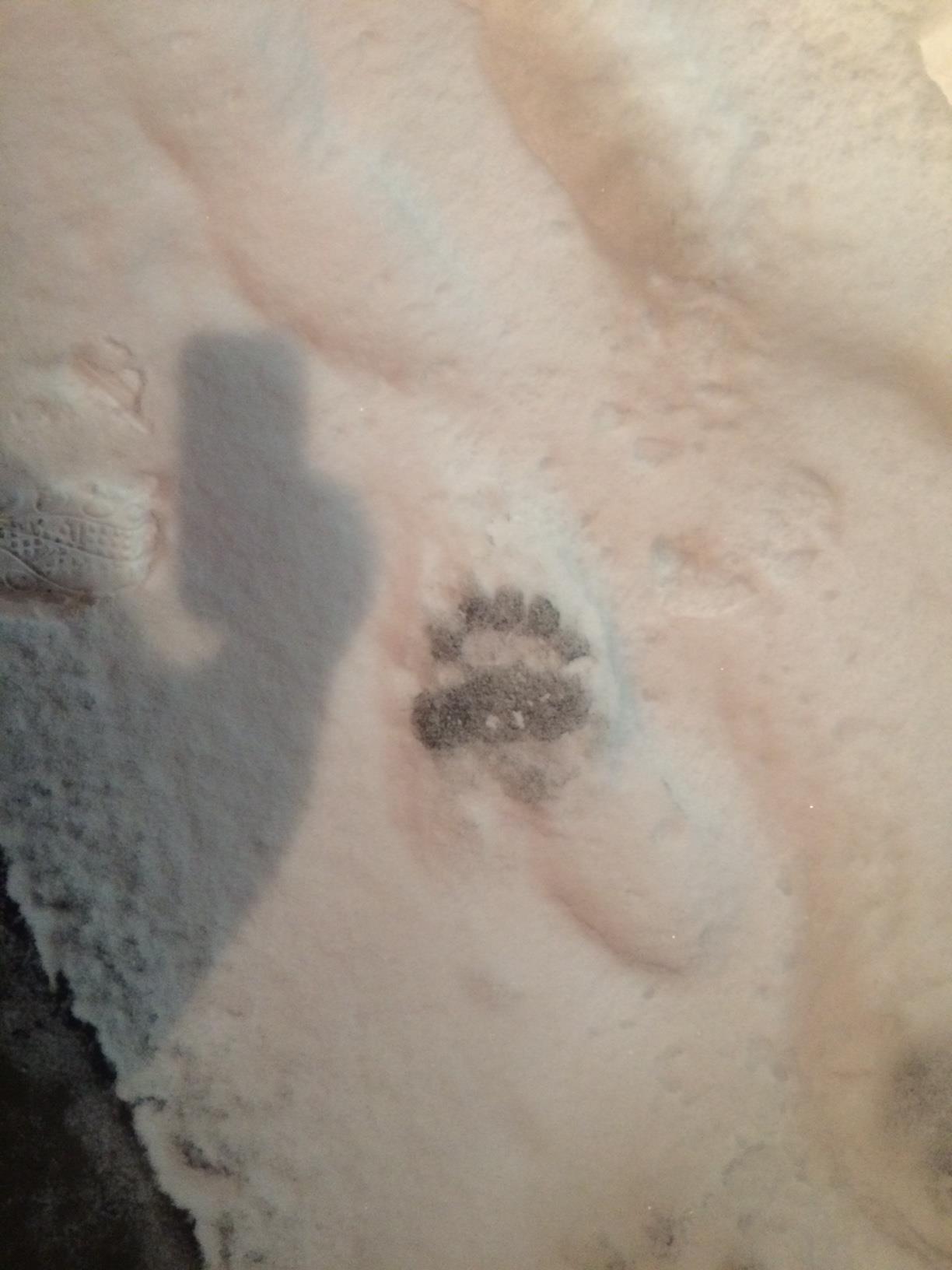 paw print in the sand