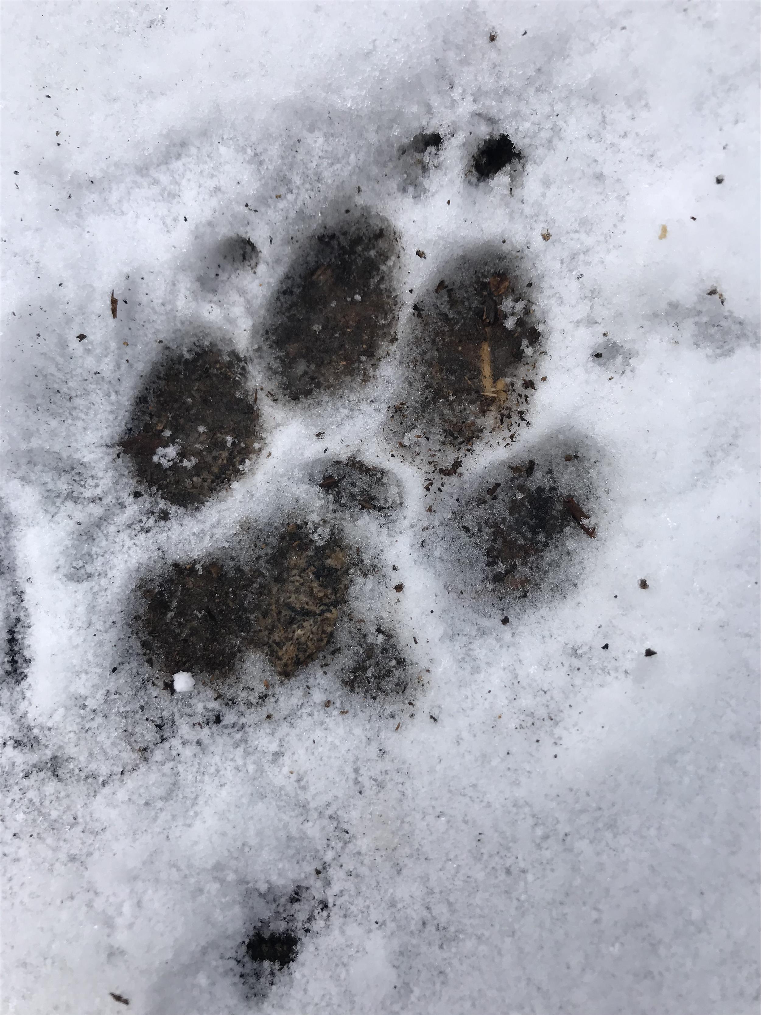 paw print in the snow